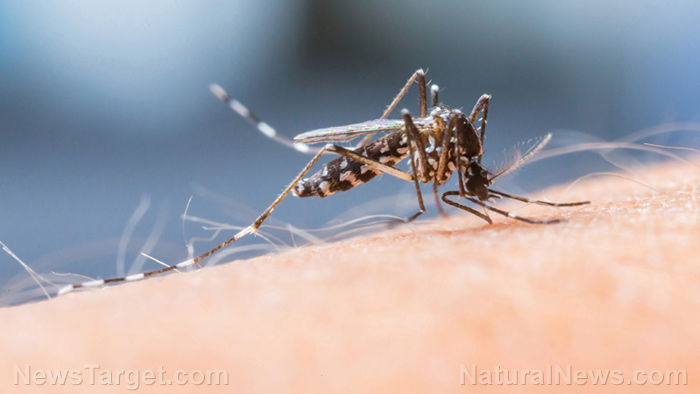 GMO mosquitoes now secretly VACCINATING people without their consent