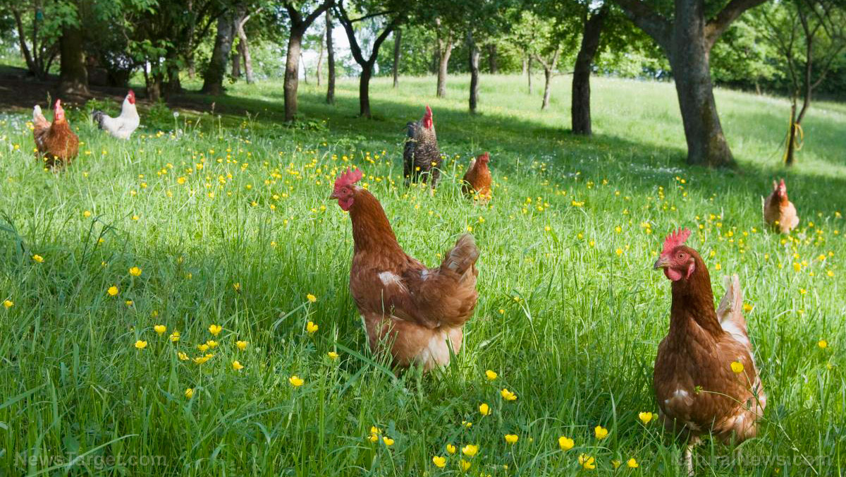Chickens, cows and more: Things to consider before choosing livestock for your homestead