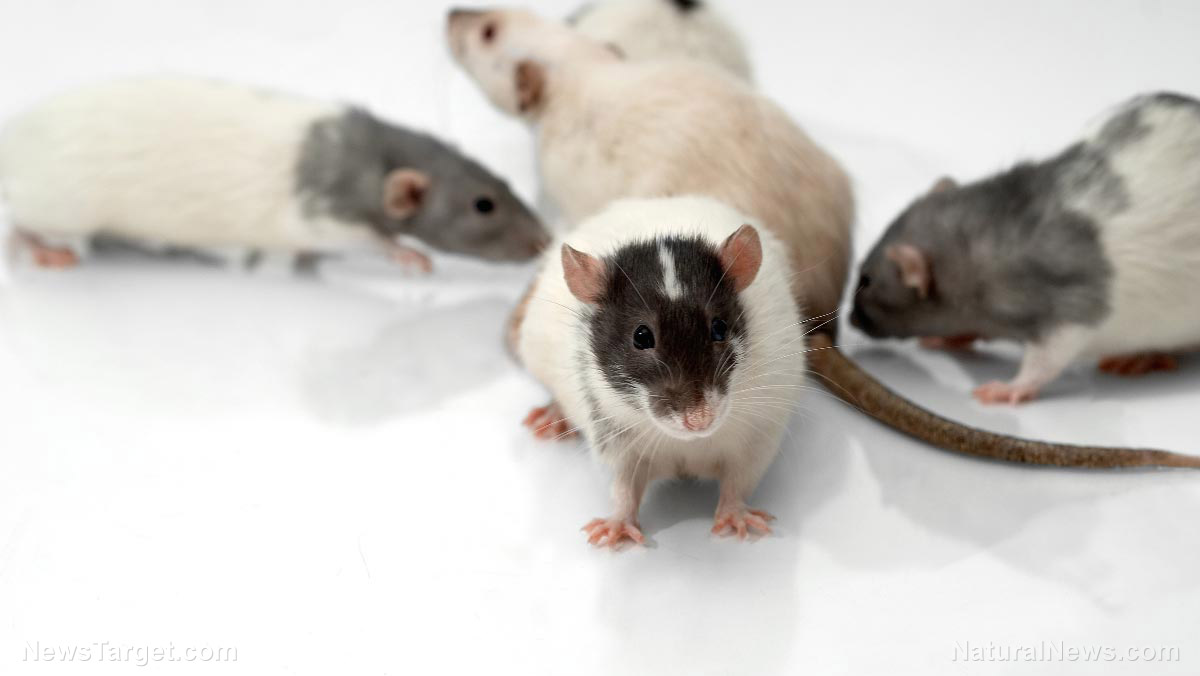 Scientists grow human brain cells in rats to study brain development and diseases