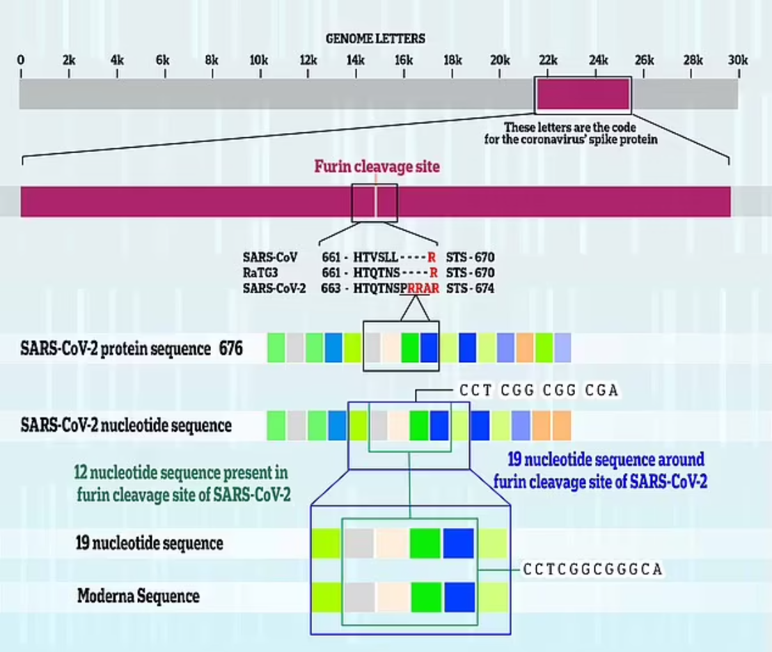 Moderna patented a 19-nucleotide sequence in 2013 that matches the most infectious sequence of SARS-CoV-2