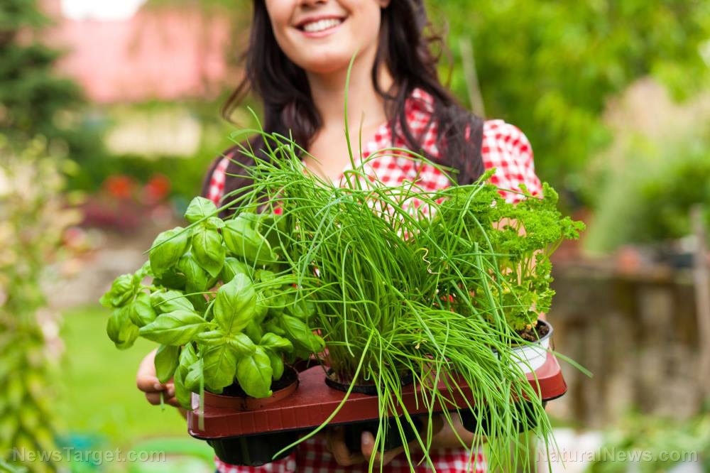 Gardening tips for preppers: How to start a medicinal herb garden