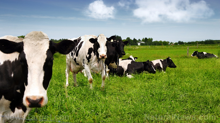 Expert recommends incorporating livestock on farmland to improve soil quality